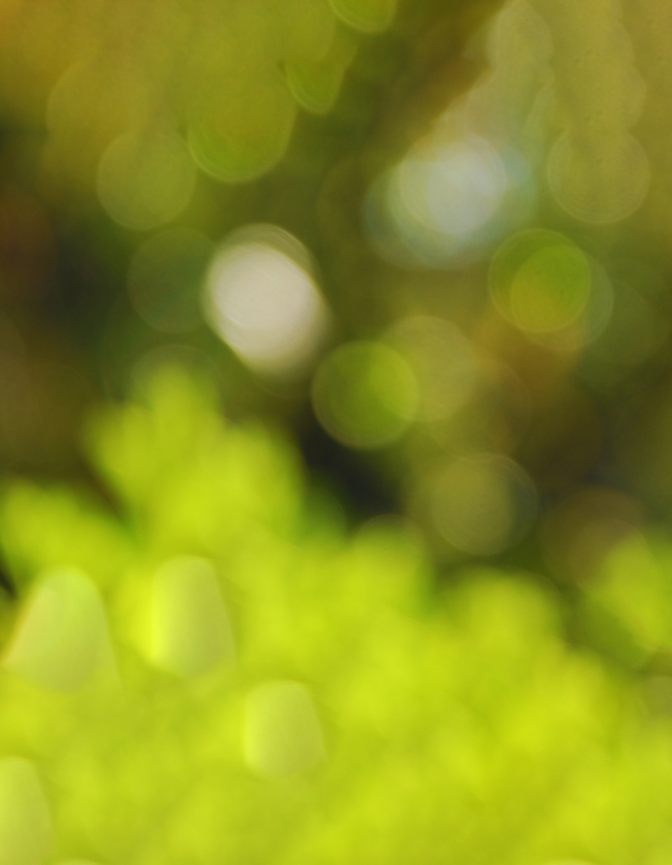 https://www.frostansip.com/wp-content/uploads/2024/04/green_leaves_bokeh-wallpaper-1920x1200-3.jpg